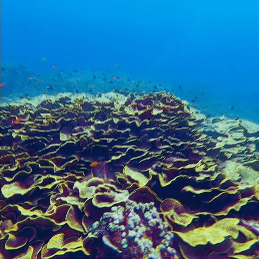 Snorkeling at Coron’s Coral Reefs